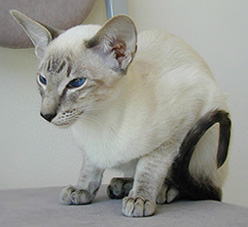 white siamese variant kitten