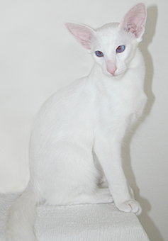 blue-eyed white Balinese male