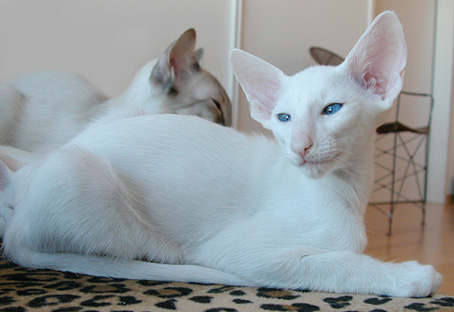 kitten balinese siamese 