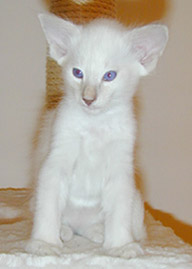 white siamese variant kitten