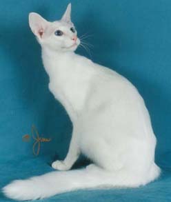 blue-eyed white Balinese male