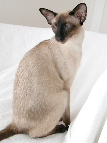 siamese seal-point