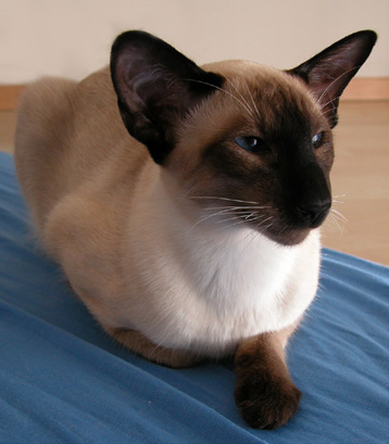 siamese seal-point