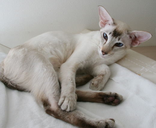 siamese blue tabby point, siamese chocolate lynx point