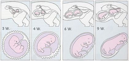 Woran erkennt man eine schwangerschaft bei katzen