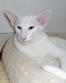 Serafina